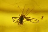 Three Fossil Flies (Diptera) In Baltic Amber - #200046-2